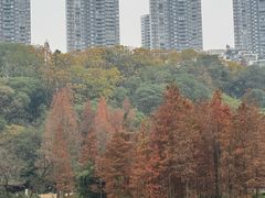 -重庆彩云湖湿地公园