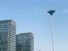 -油梨树AVOCADO TREE(顺义新国展店)