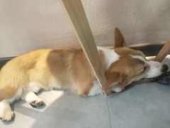 -汪说·狗咖(旺城大厦店)
