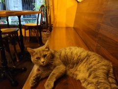 -猫岛主趣味餐厅(鼓浪屿店)