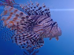 -芜湖新华联大白鲸海洋公园