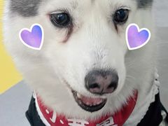-Husky Go! 哈士奇体验馆·宠物咖啡厅狗咖