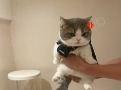 -东方名猫馆·英短金渐层布偶猫舍(环线广场1号楼店)