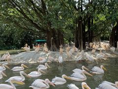-广州长隆飞鸟乐园