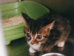 -艾贝尔宠物诊疗