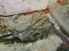 -正佳雨林生态植物园