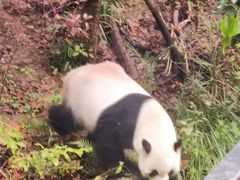 -黔灵山公园
