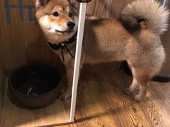 -柴务处·柴犬主题狗咖