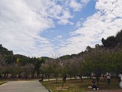 -中山市树木园