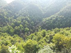 -铁山坪森林公园