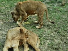 -北京野生动物园