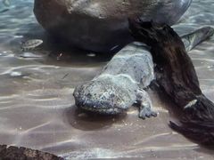 -上海海洋水族馆