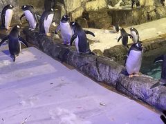 -成都浩海立方海洋公园