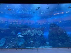 -迪拜水族馆及水下动物园