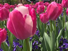 -丹东路渡口(轮渡站)