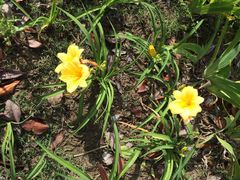 上海明珠湖天鹅苑-明珠湖天鹅苑·农家菜馆