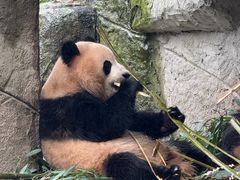 -中国大熊猫保护研究中心雅安碧峰峡基地