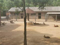 -石家庄市动物园