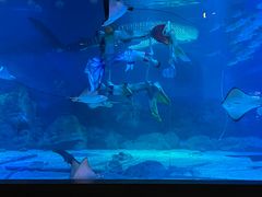 -烟台海昌鲸鲨海洋公园