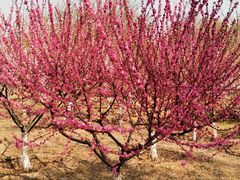 -永定河休闲森林公园