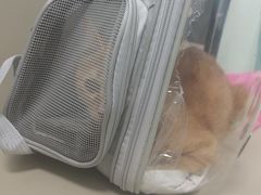 -北京观赏动物医院·24小时大型综合·猫专科·异宠专科