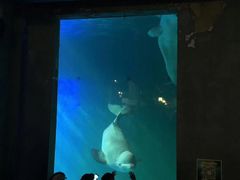 -大连圣亚海洋世界