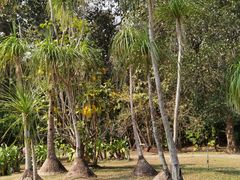 -中国科学院西双版纳热带植物园