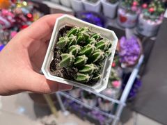 -谷莠子花艺·气球派对·绿植造景·花艺沙龙(金光华广场店)
