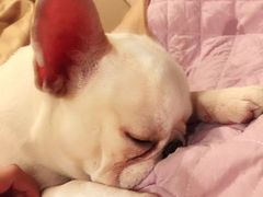 -爱宠屋pet shop·宠物洗澡·宠物美容