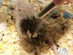 -青石桥花鸟鱼虫市场(叠翠城店)