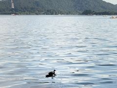 -西湖外事游船(湖滨二公园外事游船码头)