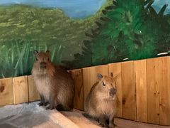 -绿色星球动物主题公园