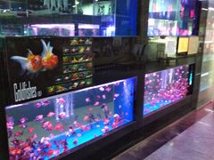 -中环花鸟鱼虫市场