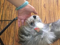 -志龙皇冠吃货椰子铺