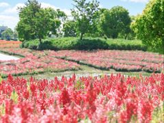 -春花秋色城市公园