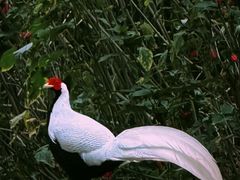 -福建鲤鱼洲酒店