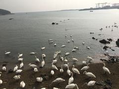 -烟墩角天鹅湖