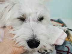 -达爱动物医院·犬猫分区·CT·复杂眼科(远洋山水分院)