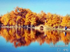 -金塔沙漠胡杨林景区