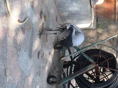 iphone_upload_pic-百鸟园