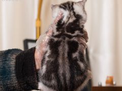 -小猫来了·猫舍(红山六九七九店)