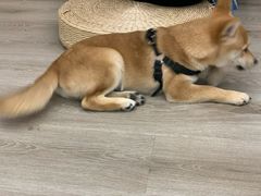 -浣熊柯尔鸭土拨鼠·电玩咖