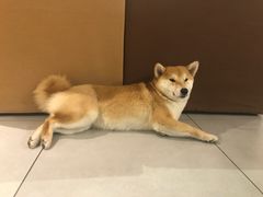 -柴务处·柴犬主题狗咖