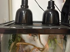 -酷以爬仙阁实体爬宠店·守宫·蜥蜴·专业繁育