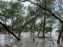 -宝安西湾红树林湿地公园