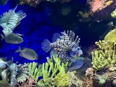 -上海海洋水族馆