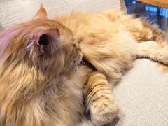 -藏猫猫咖啡主题馆(中央大道店)