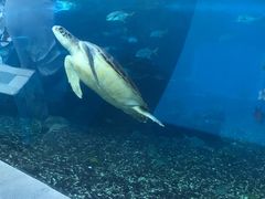 -海棠湾洲际-涛·海底餐厅·美人鱼·自助餐·海底隧道