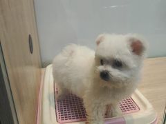 -BABIT巴比特宠物(MOMOPARK店)