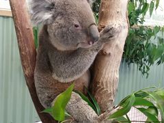 -费瑟代尔野生动物园